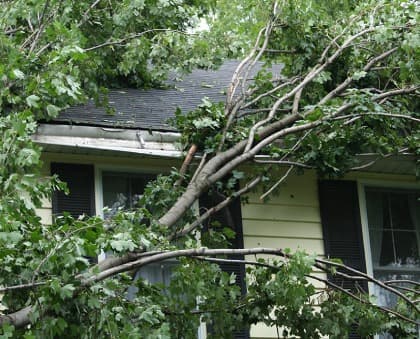 Tree Services